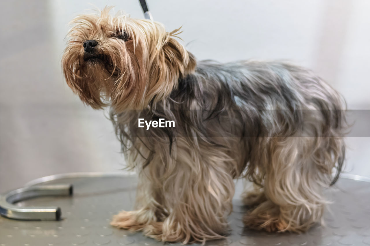 Yorkshire terrier dog gets nail cut hair grooming at salon and pet spa before service