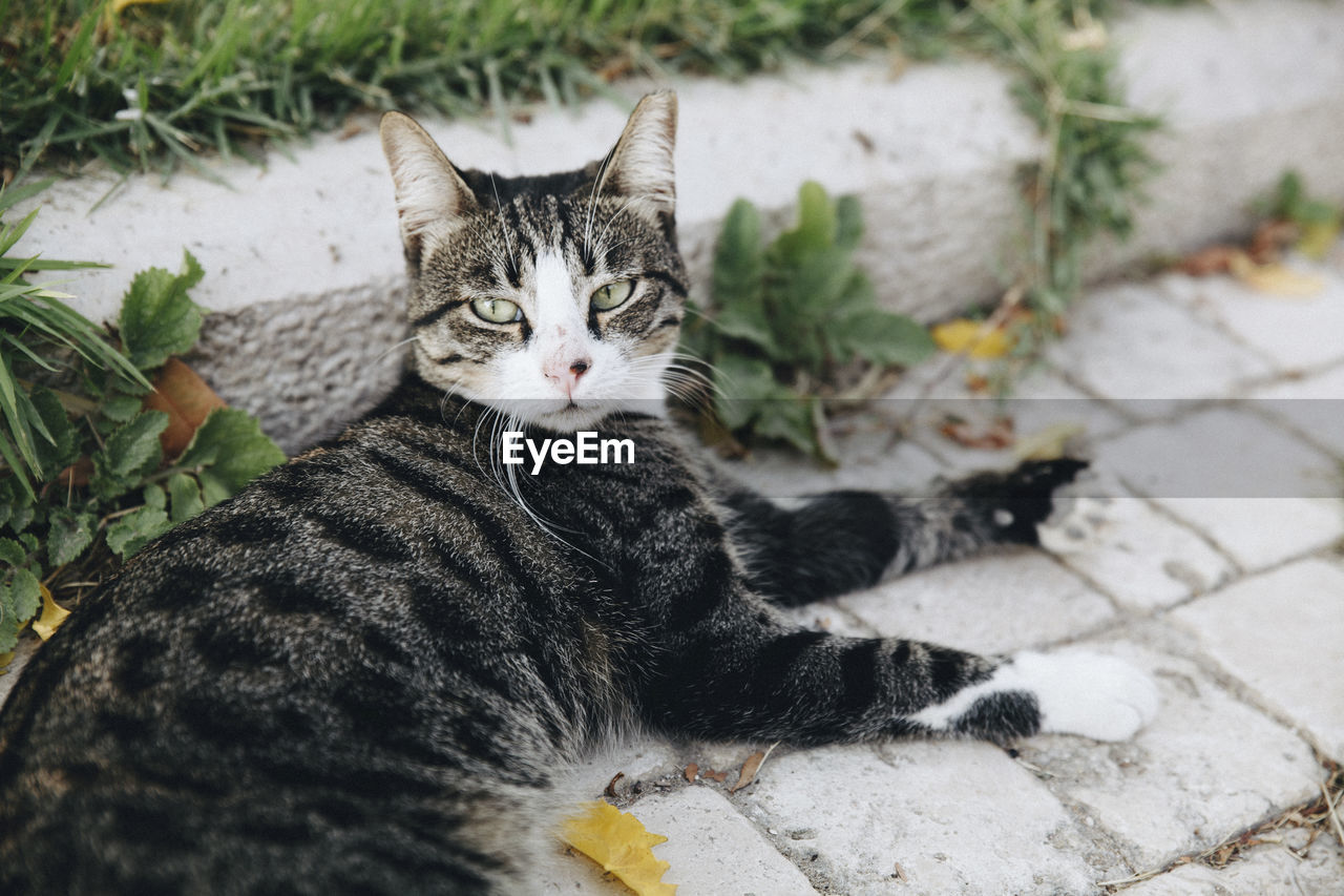 High angle view portrait of tabby cat