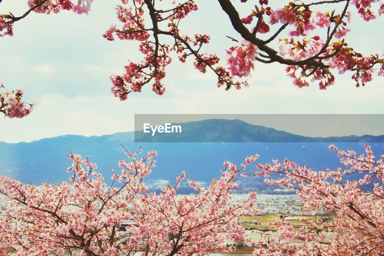 FLOWERS ON TREE AGAINST MOUNTAIN