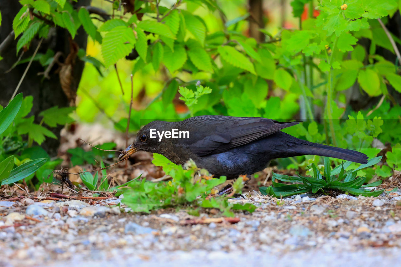 animal themes, animal, animal wildlife, wildlife, bird, one animal, nature, green, plant, blackbird, no people, selective focus, leaf, black, plant part, outdoors, day, eating, full length, side view, land, environment