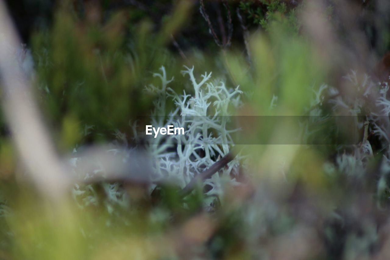 CLOSE-UP OF PLANT GROWING ON GROUND