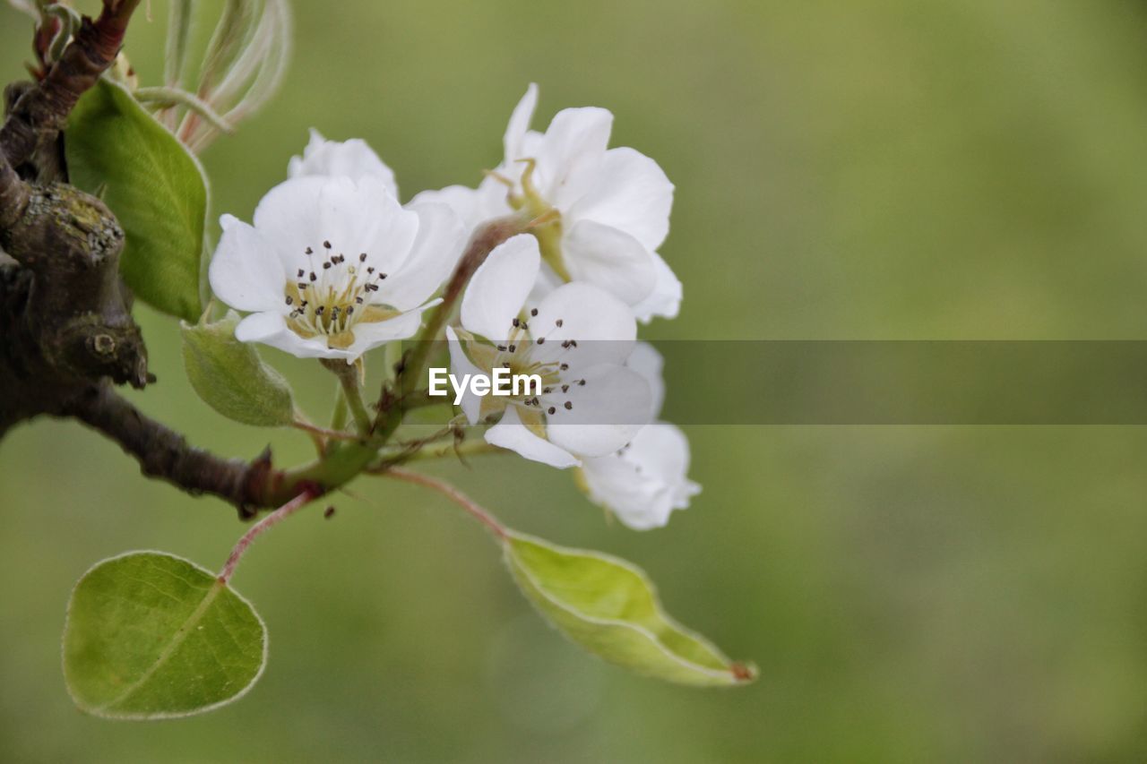 Close-up of white flowers