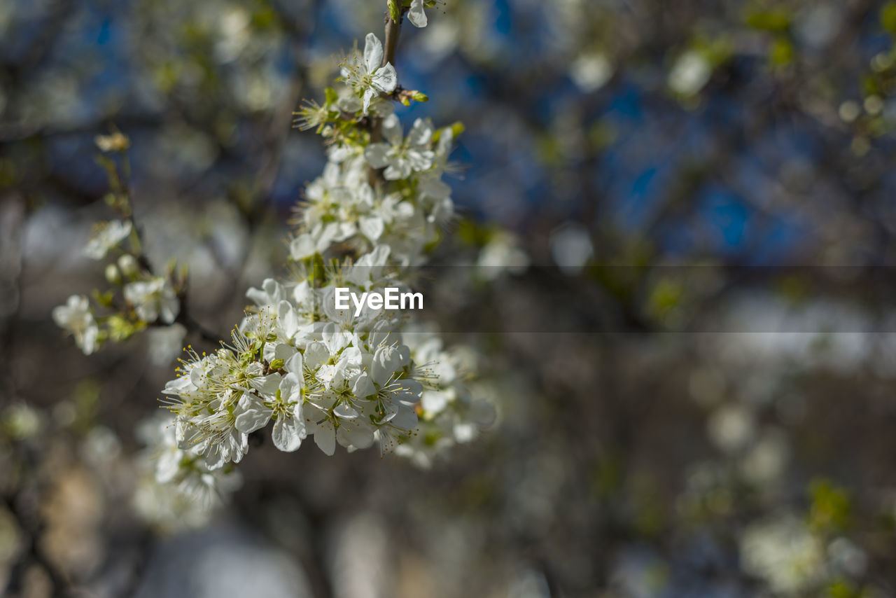 CLOSE-UP OF WHITE FLOWERS ON TREE