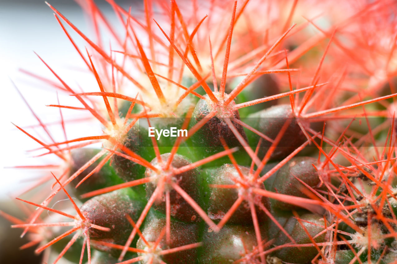 CLOSE-UP OF A CACTUS