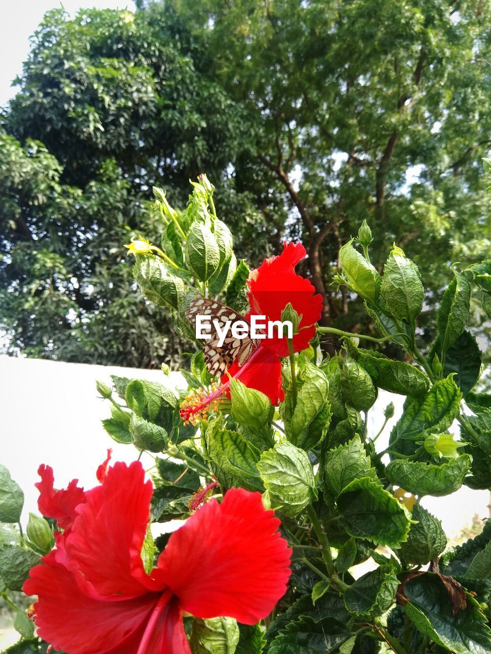 CLOSE-UP OF RED FLOWERING PLANTS