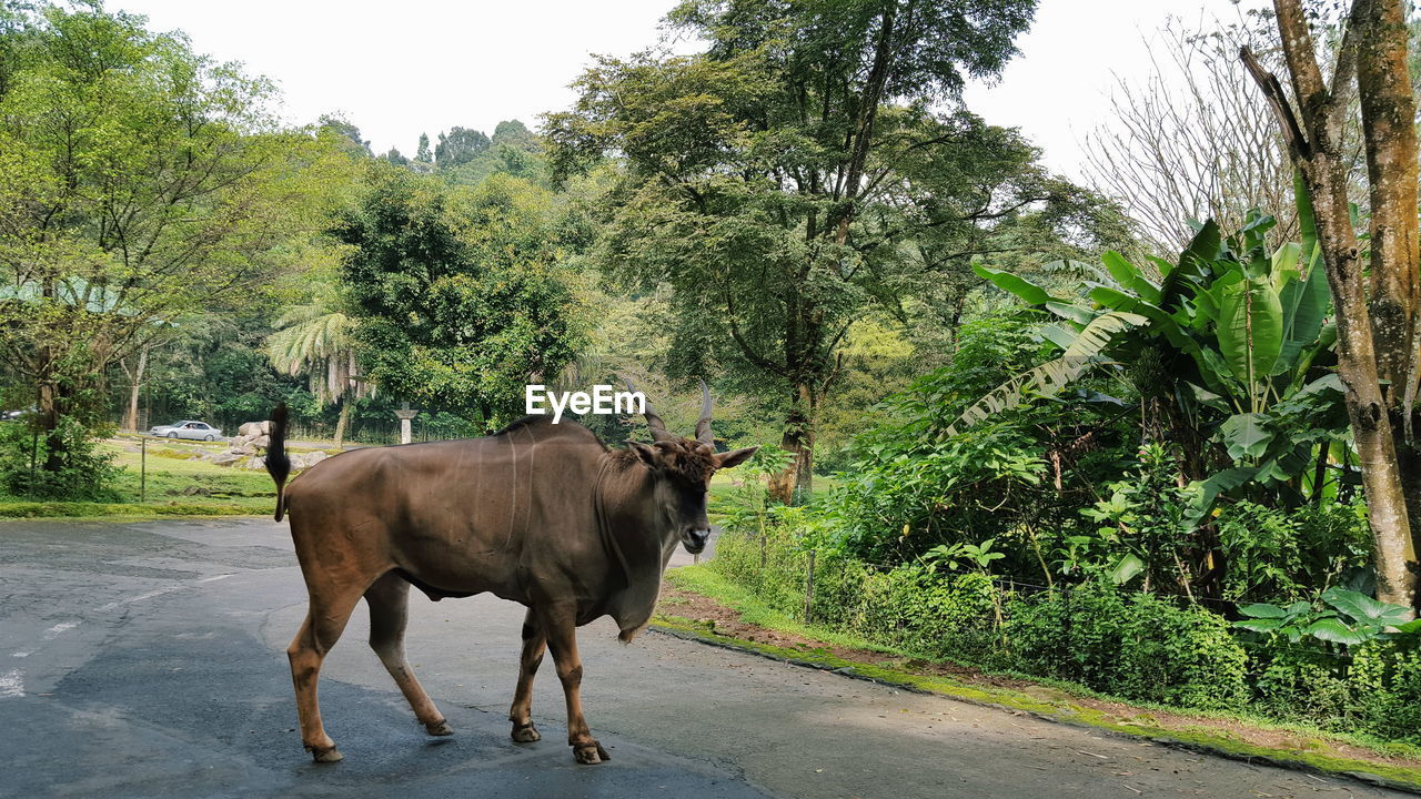 Eland standing on road against trees