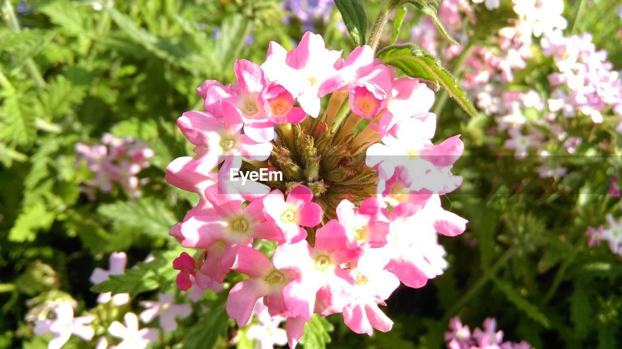 CLOSE-UP OF PINK FLOWERS BLOOMING