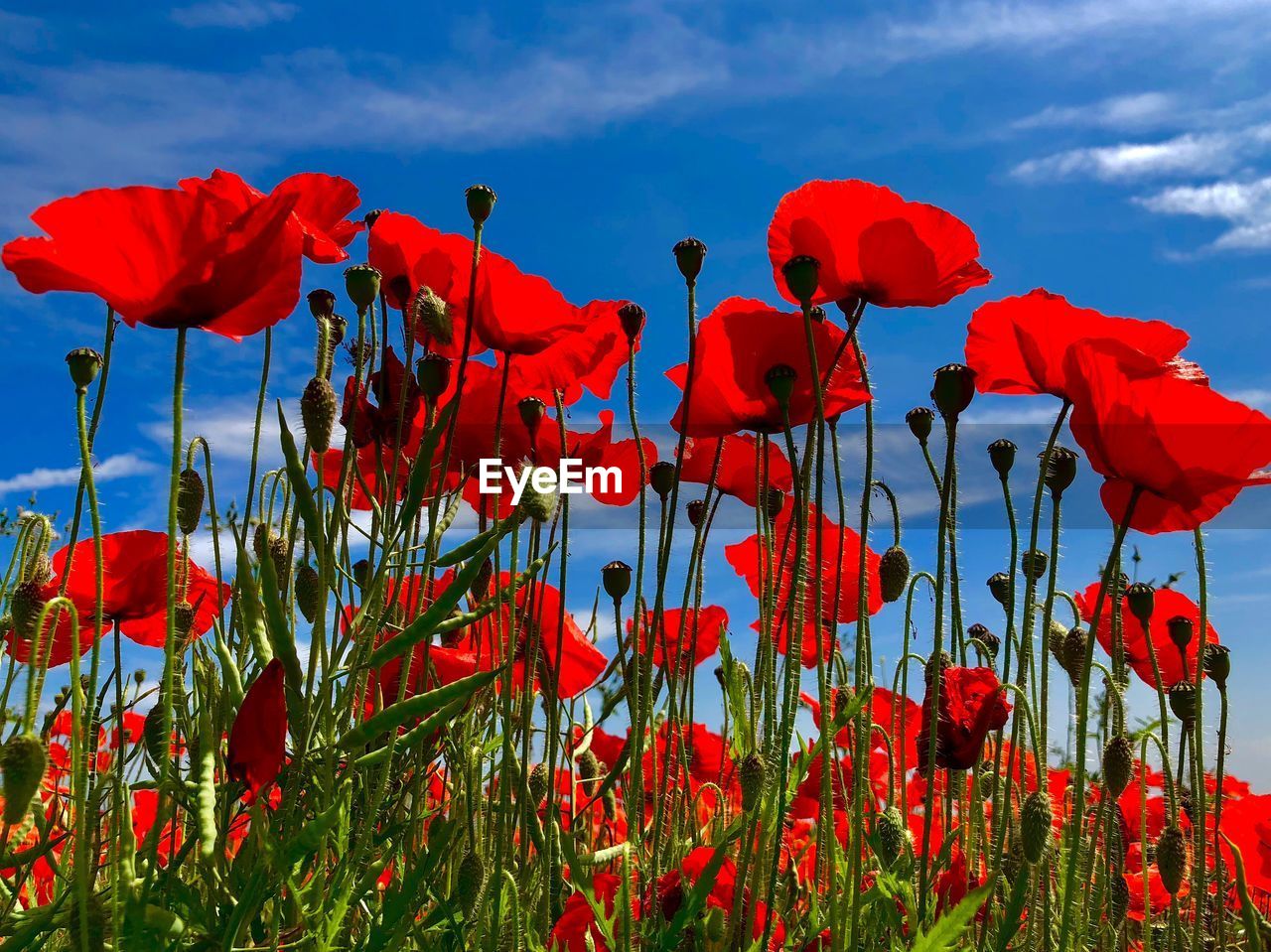 Close-up of red poppy flowers on field against sky