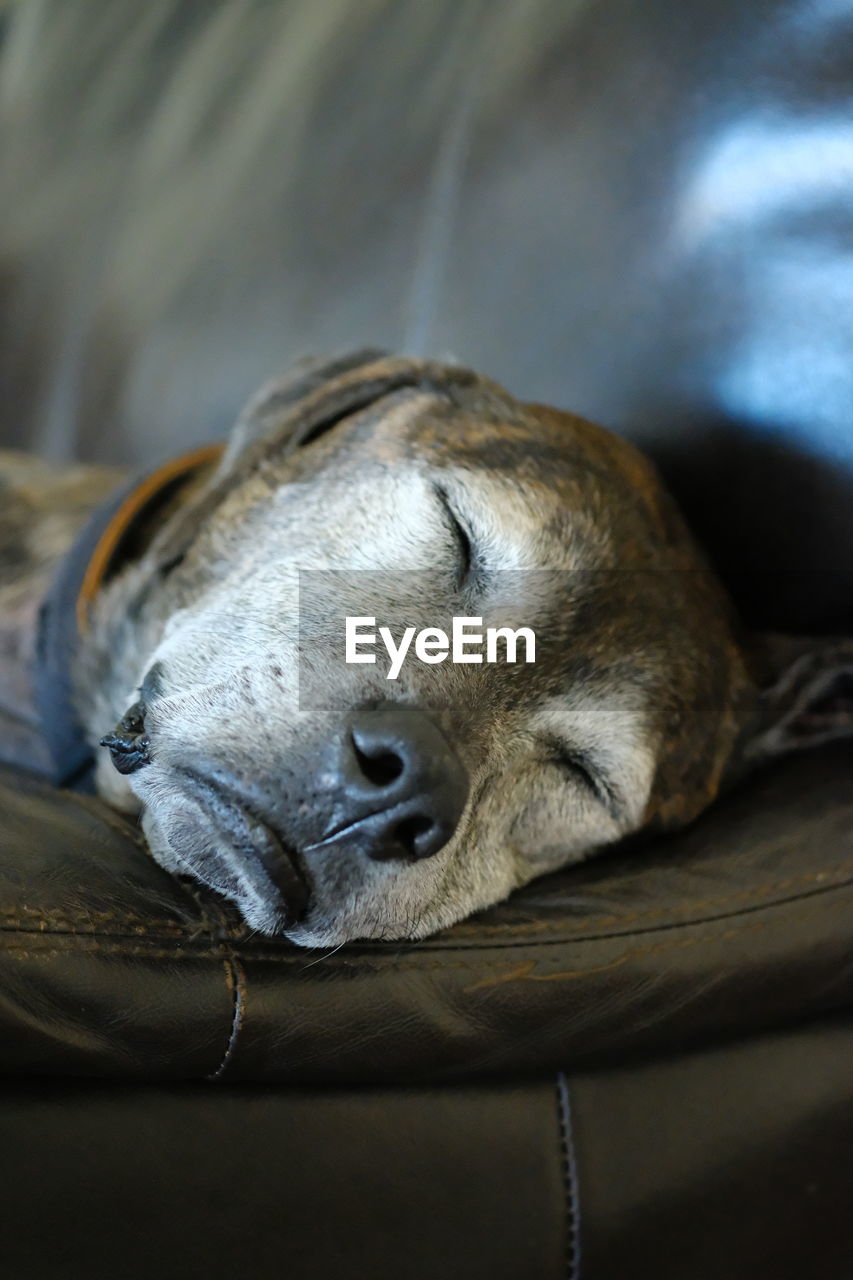 Close-up of a dog sleeping