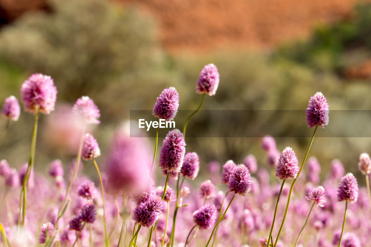 Close-up of pink flowers