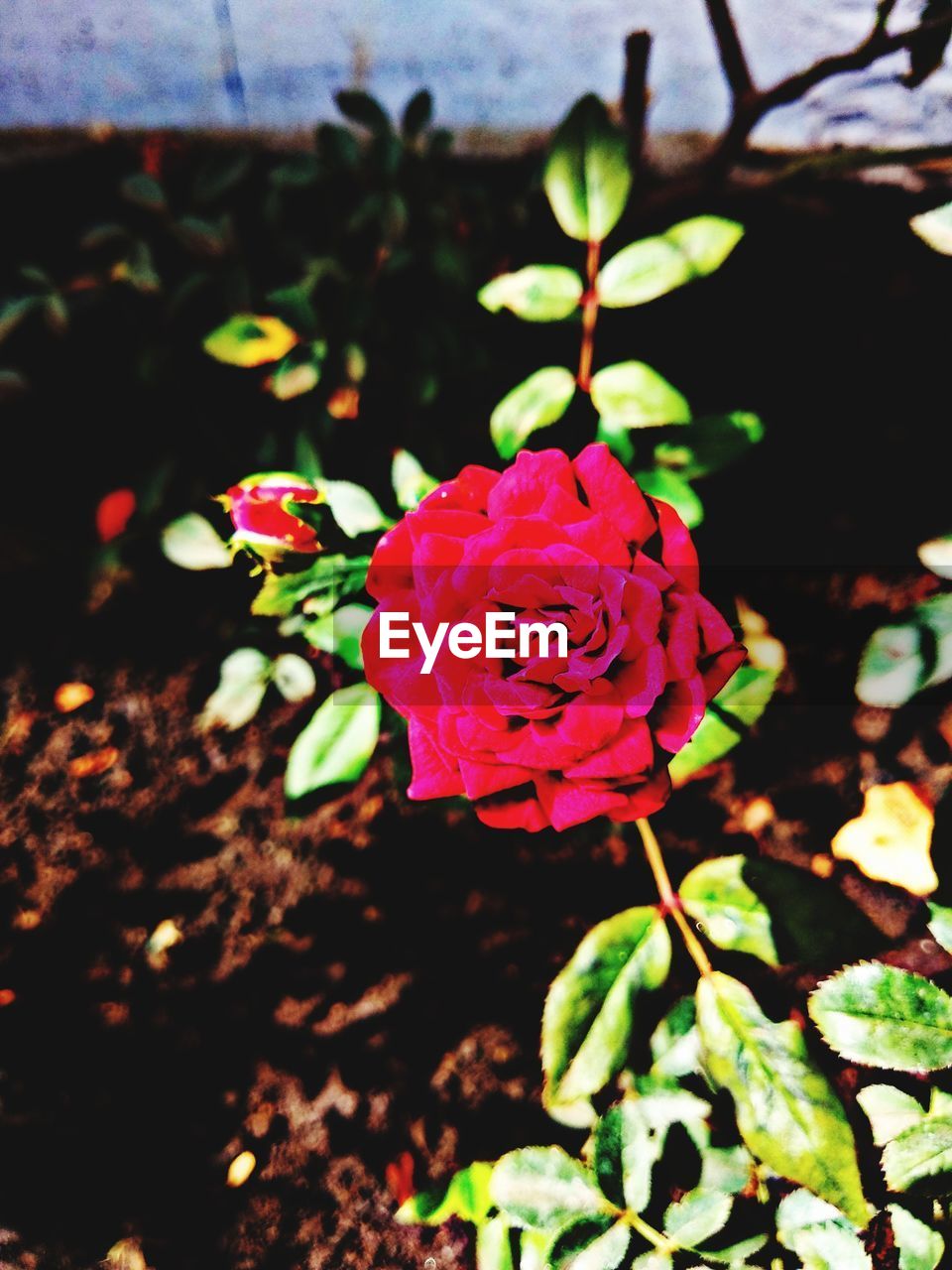 CLOSE-UP OF PINK ROSE IN PLANT