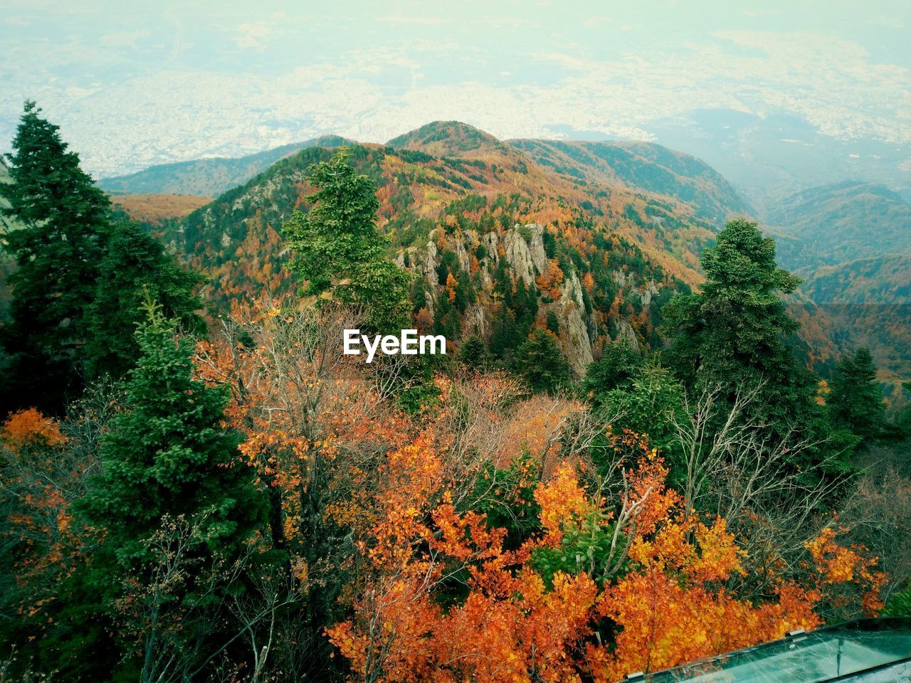 SCENIC VIEW OF TREES ON MOUNTAIN