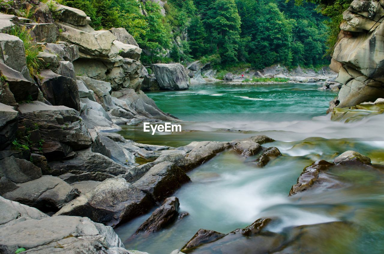 Stream flowing through forest