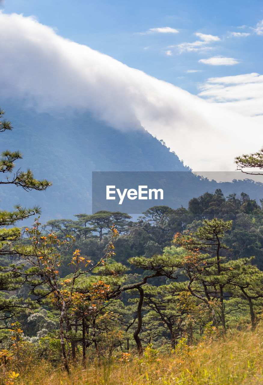 Scenic view of tree mountains against sky