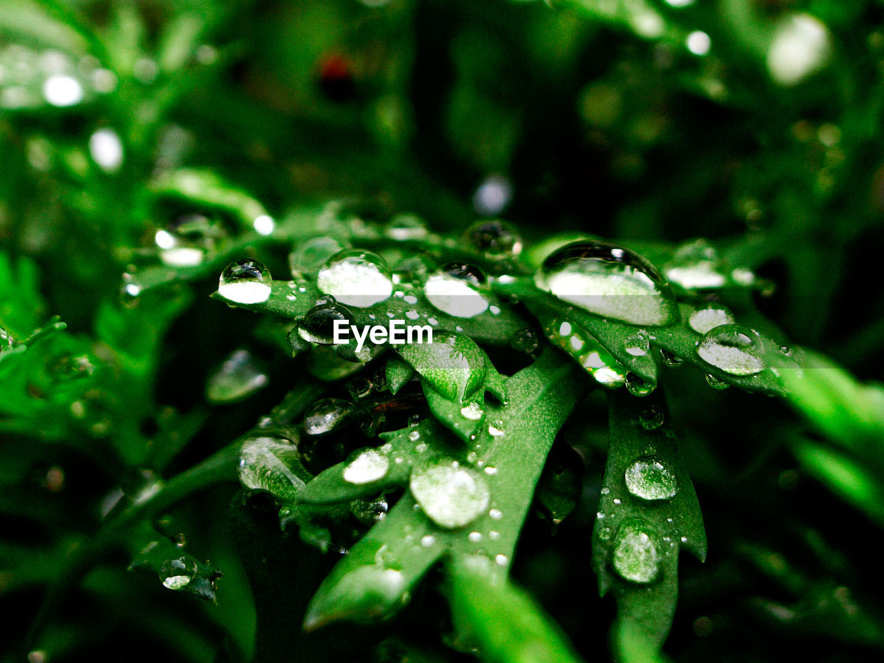 CLOSE-UP OF RAINDROPS ON GREEN LEAF