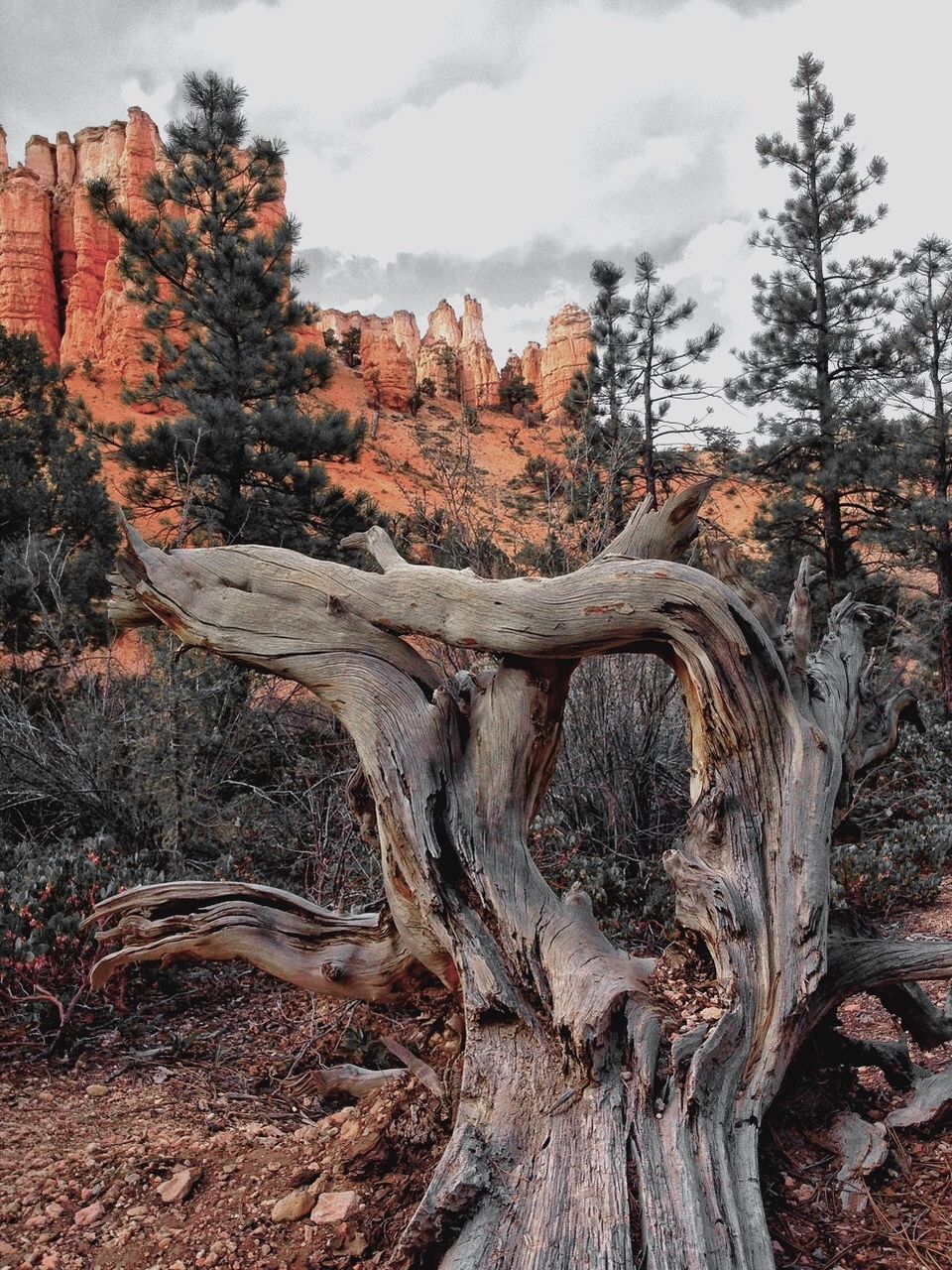 TREES ON LANDSCAPE