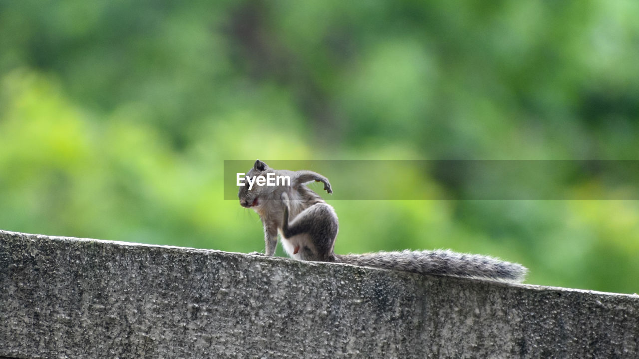 Squirrel on retaining wall against trees