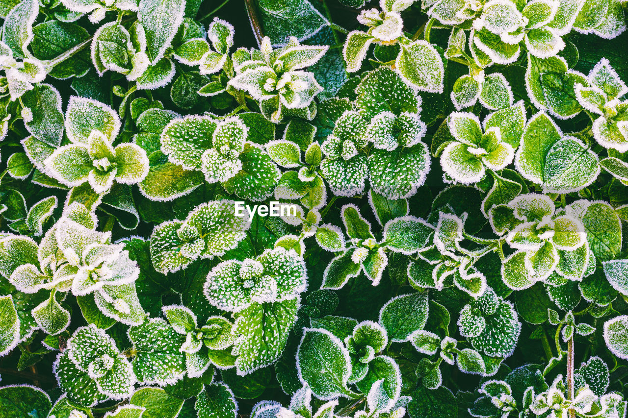 Green leaves of grass covered with frost on a cold autumn morning, top view close-up