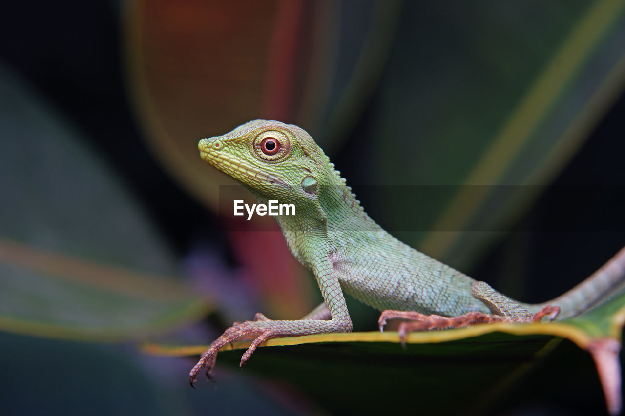 Close-up of lizard