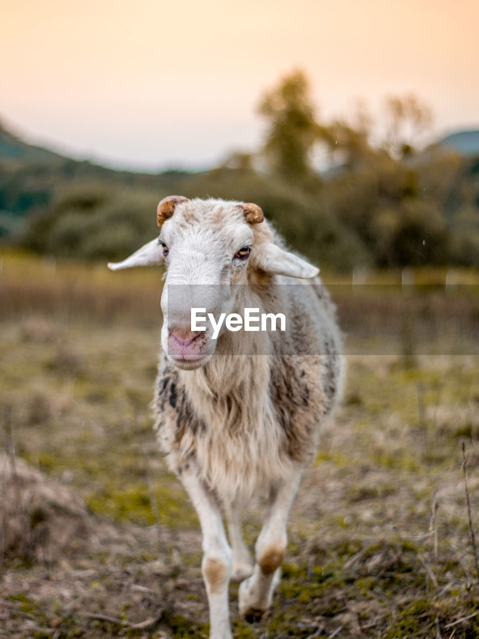 Portrait of an ram on field