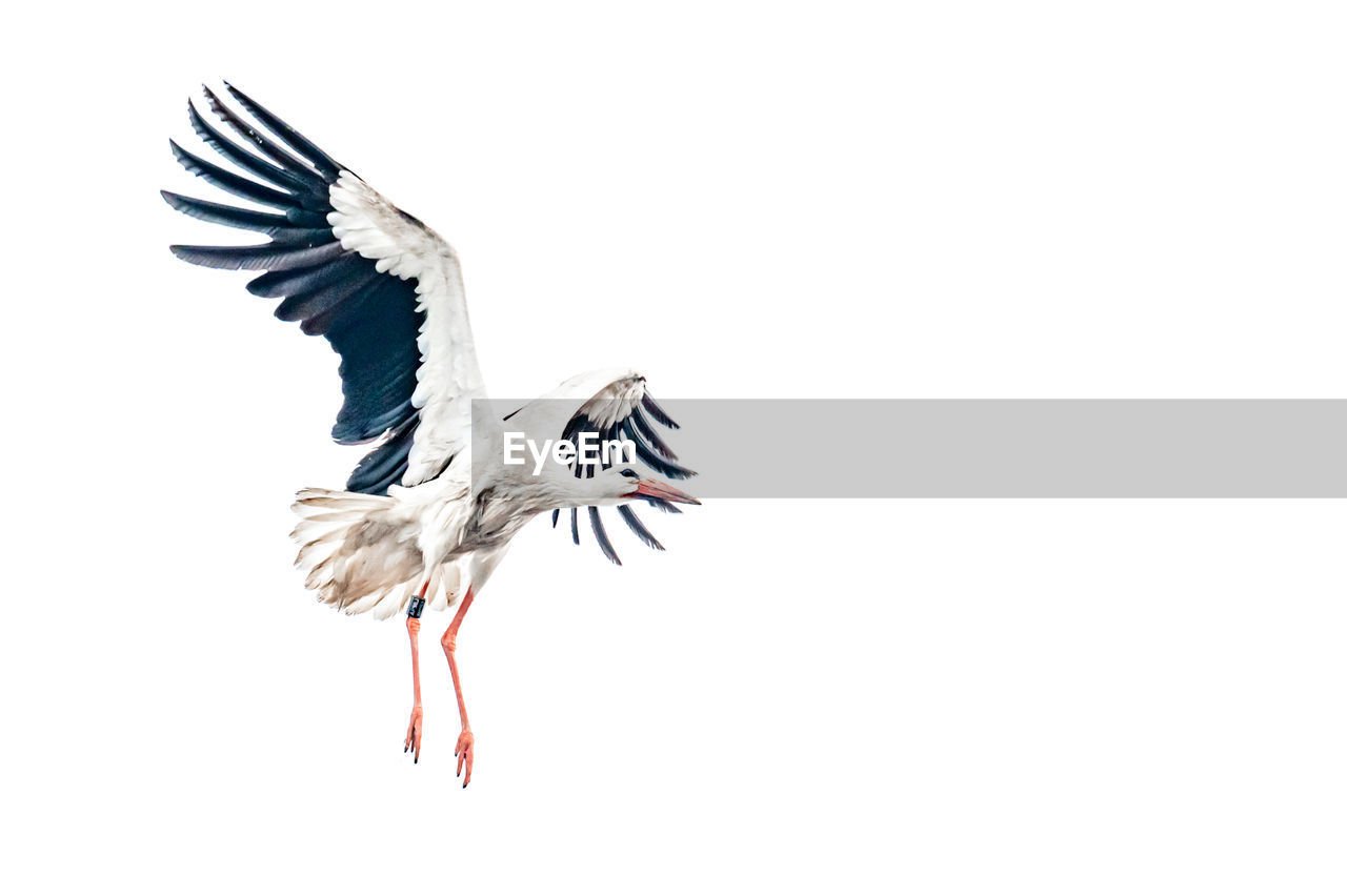 bird, animal, animal themes, flying, animal wildlife, wildlife, spread wings, animal body part, stork, wing, one animal, ciconiiformes, no people, animal wing, nature, white stork, mid-air, copy space, cut out, motion, white