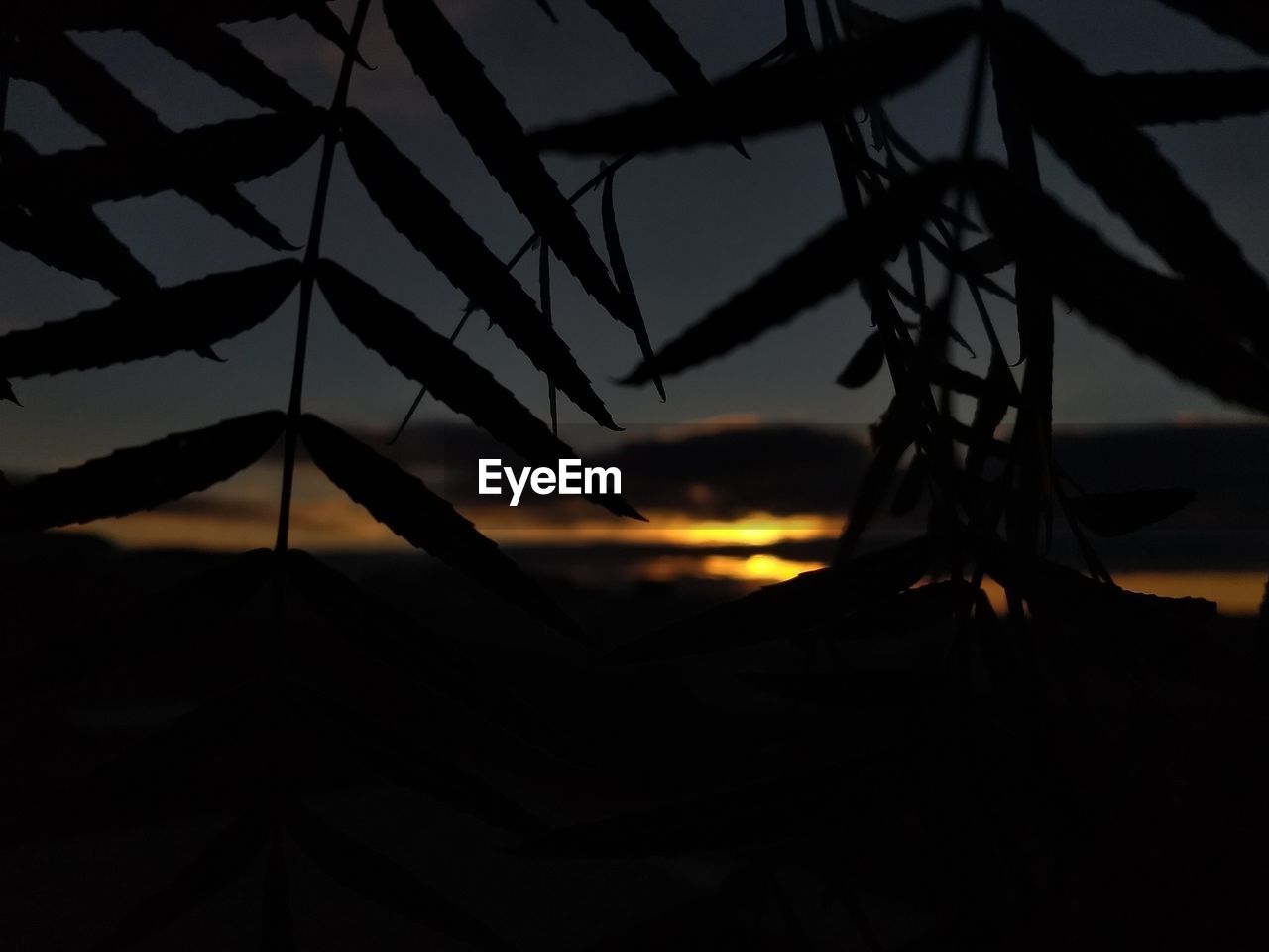 CLOSE-UP OF SILHOUETTE PLANTS AGAINST SUNSET SKY