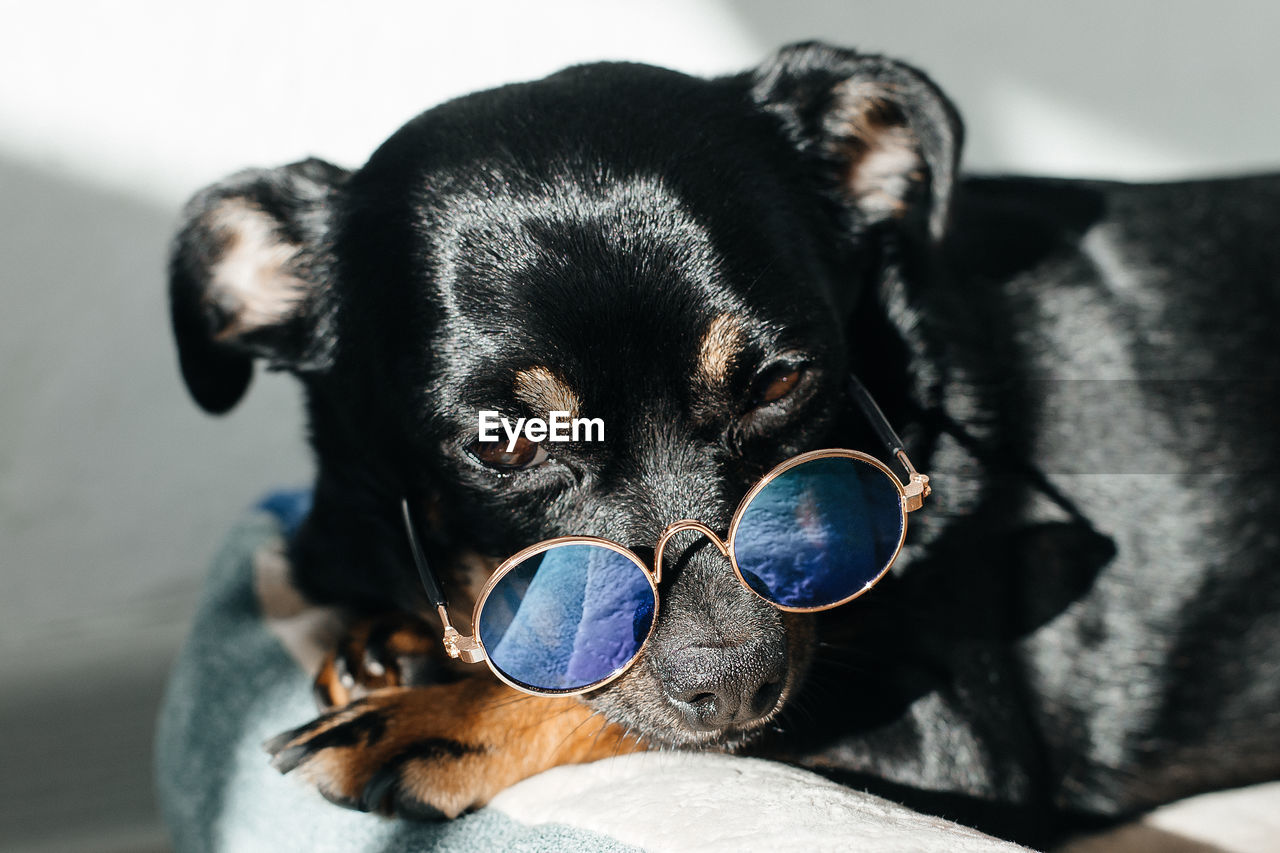 CLOSE-UP PORTRAIT OF DOG WITH SUNGLASSES