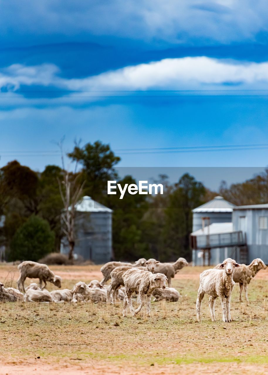 HERD OF A SHEEP ON LANDSCAPE