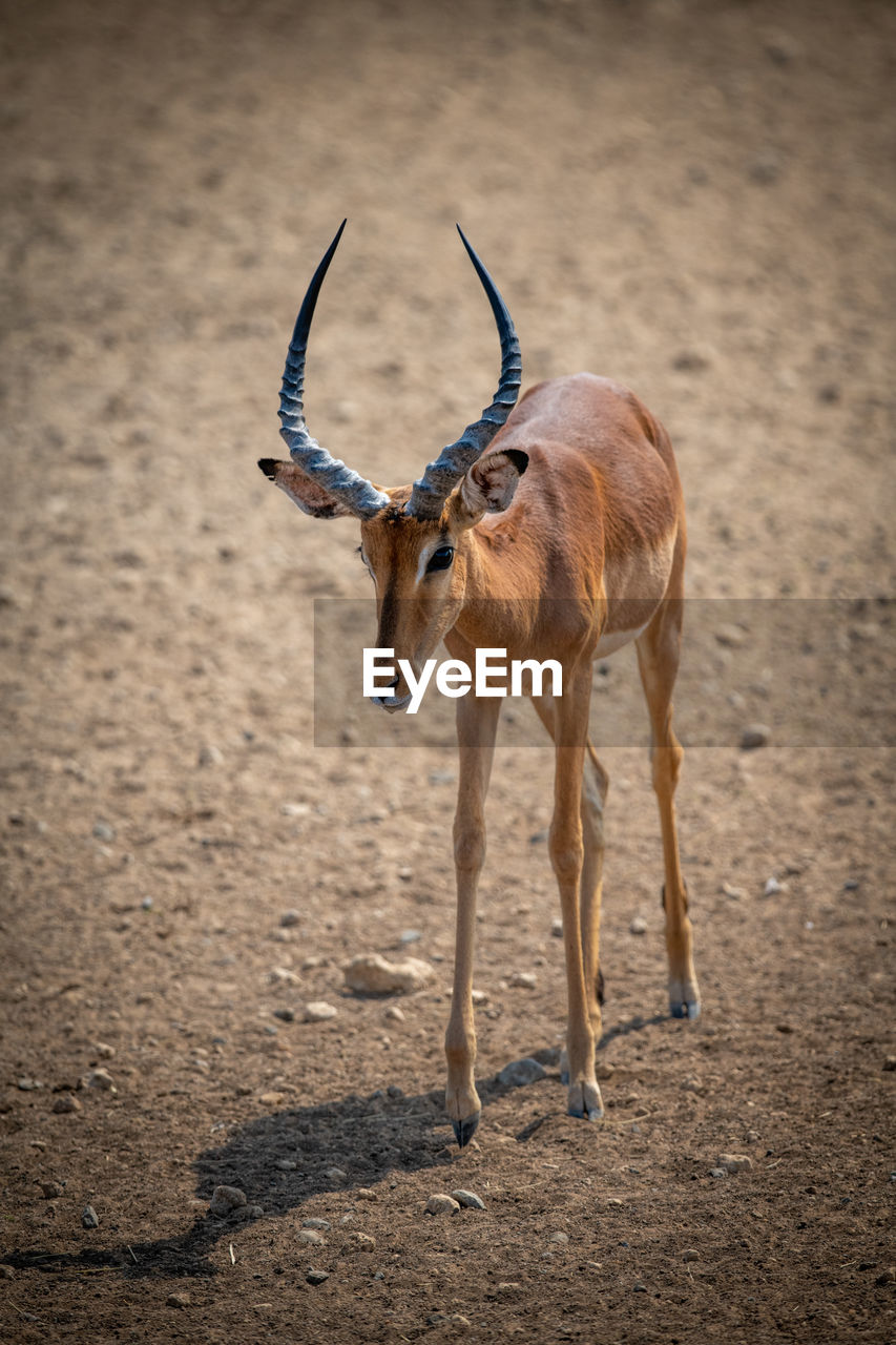 Male common impala walks across stony ground