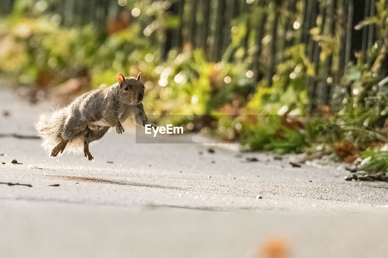 CAT RUNNING ON ROAD