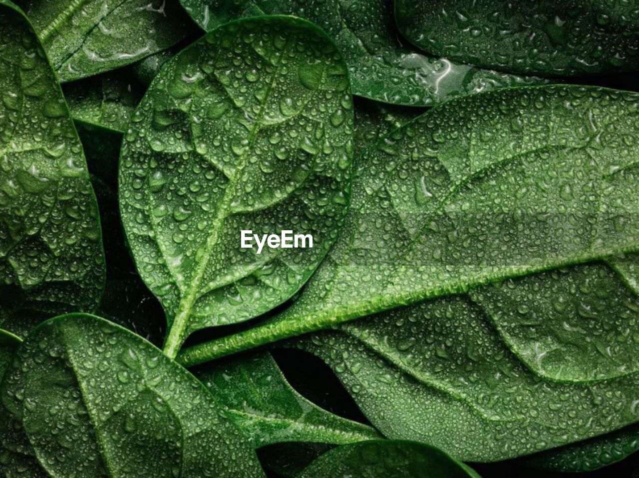 Full frame shot of leaves