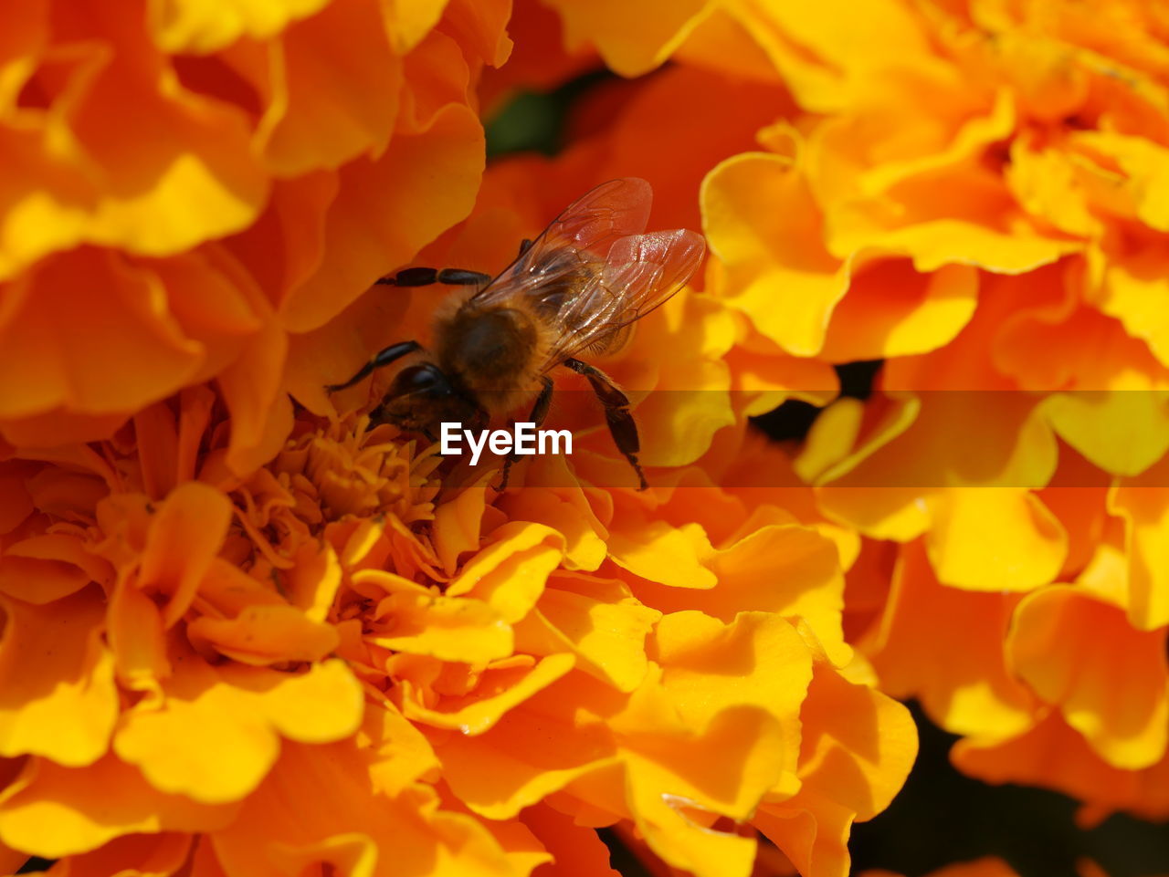 Close-up of bee pollinating on orange flower