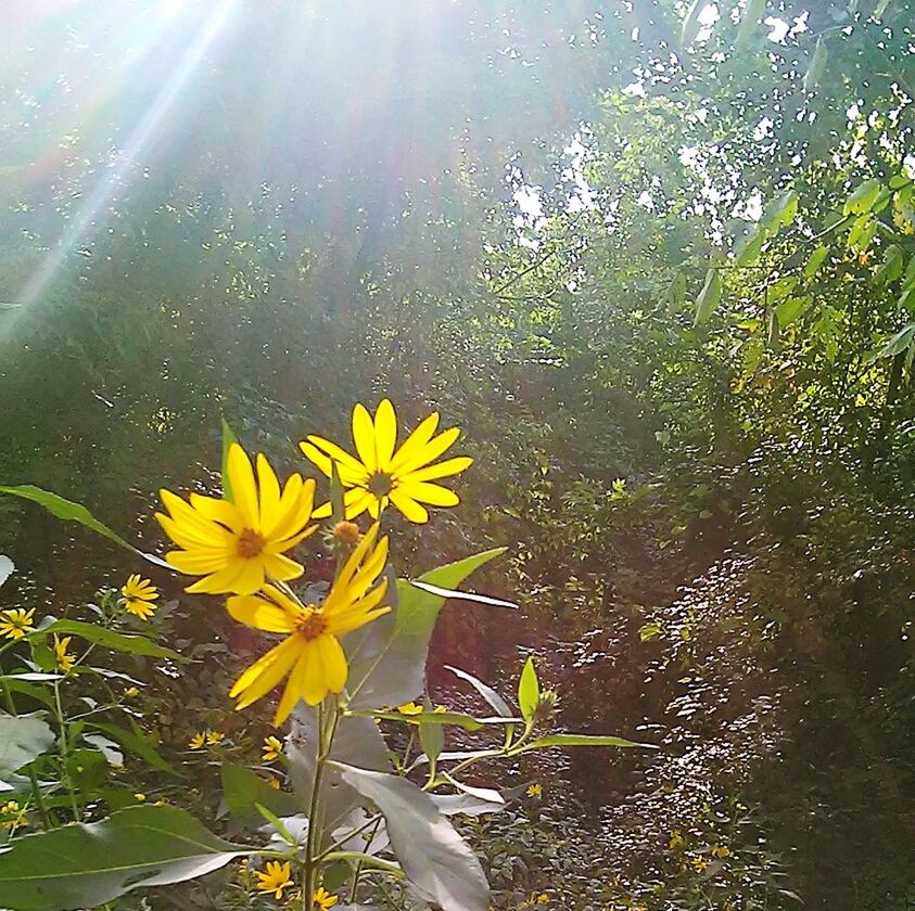 CLOSE-UP OF YELLOW FLOWERS IN POND