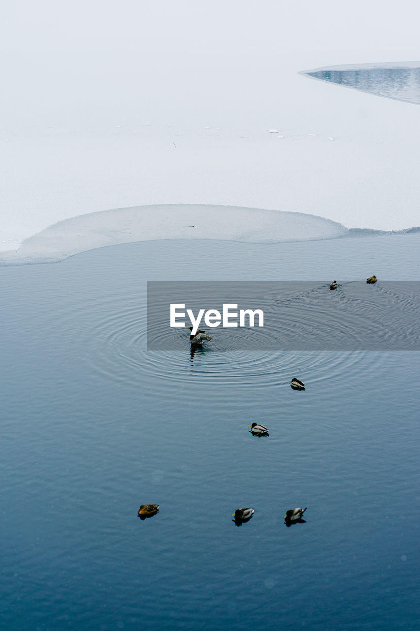 Ducks in the winter lake