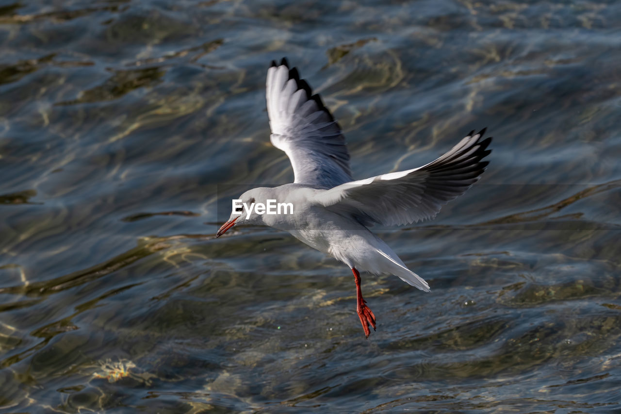 Seagull flying over sea