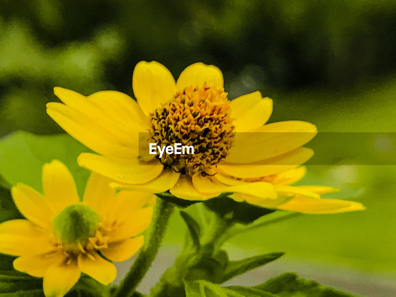 CLOSE-UP OF YELLOW FLOWERING PLANTS