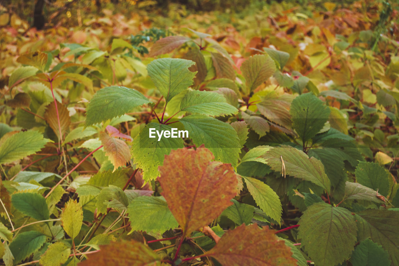 leaf, plant part, plant, growth, green, nature, flower, beauty in nature, autumn, tree, no people, shrub, day, land, close-up, food, food and drink, outdoors, field, freshness, fruit, focus on foreground, healthy eating, landscape, tranquility