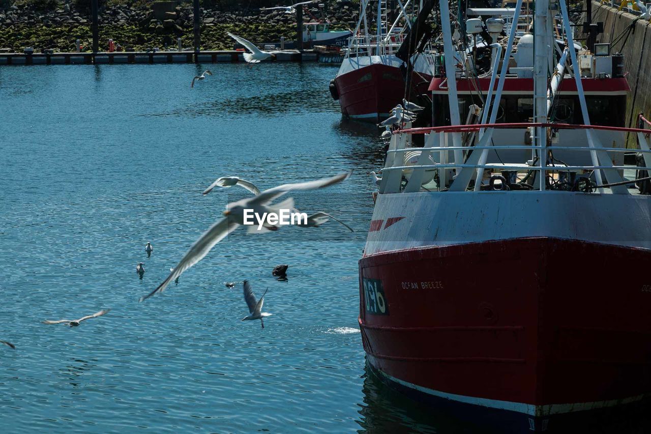 SEAGULLS FLYING OVER SEA