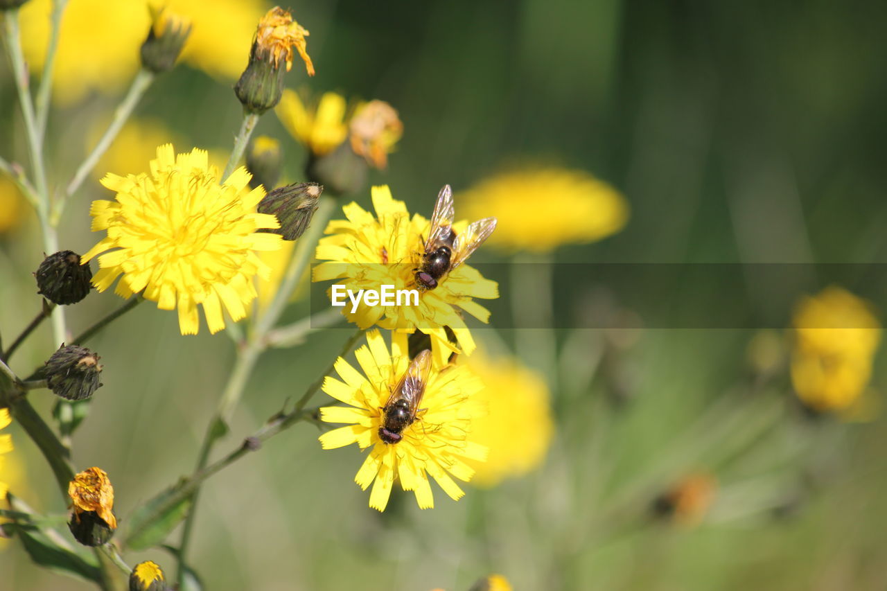 Close-up of bee on yellow flower