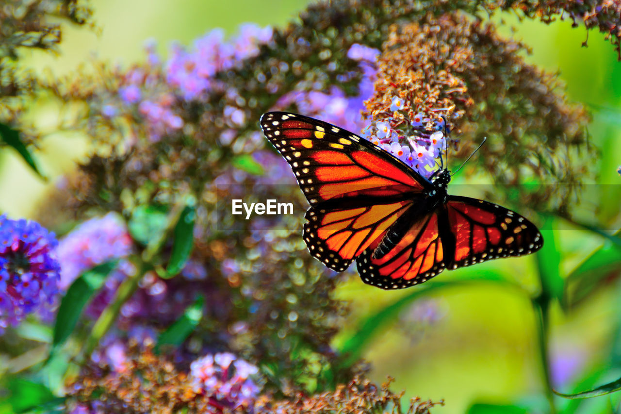 BUTTERFLY POLLINATING FLOWER