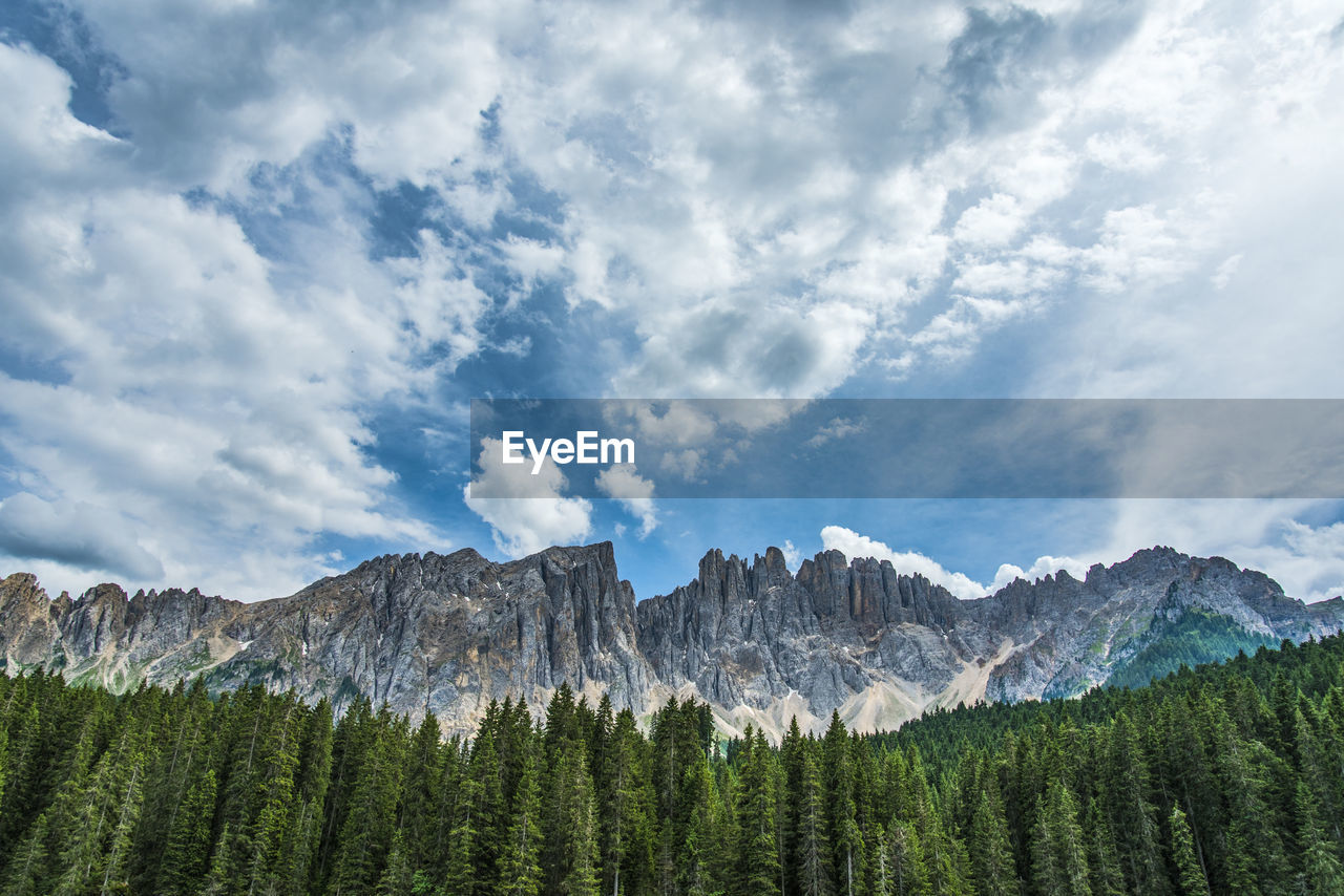 SCENIC VIEW OF PINE TREES AGAINST SKY