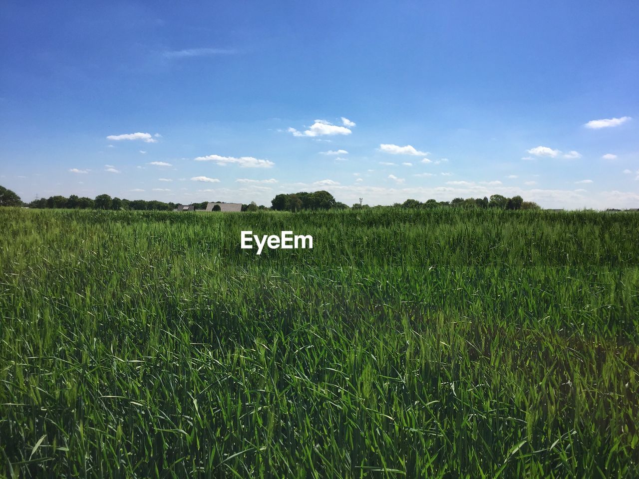 Scenic view of grassy field