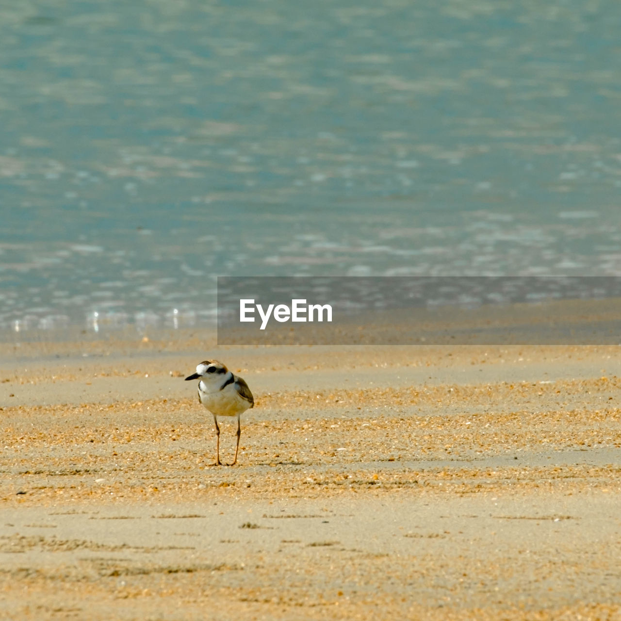 seagull on beach against sky