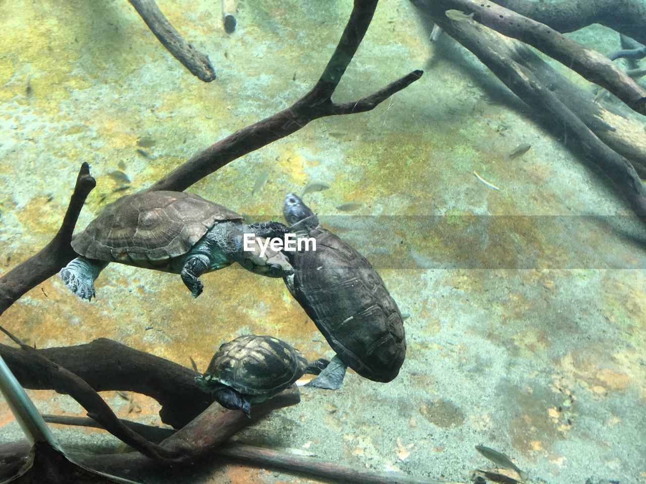 HIGH ANGLE VIEW OF FISHES SWIMMING IN WATER