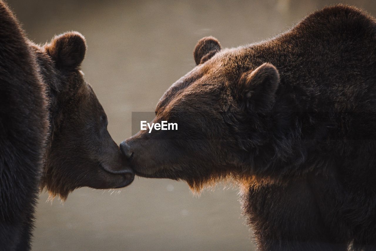 Close-up of grizzly bears