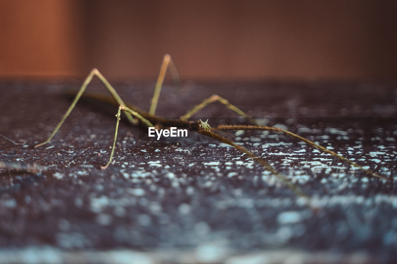 macro photography, close-up, animal, animal themes, selective focus, insect, one animal, animal wildlife, nature, wildlife, no people, animal body part, outdoors, macro, wood, leaf