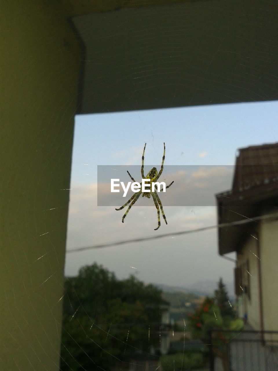 Close-up of spider on window