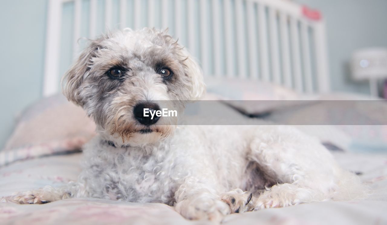 PORTRAIT OF DOG AT HOME