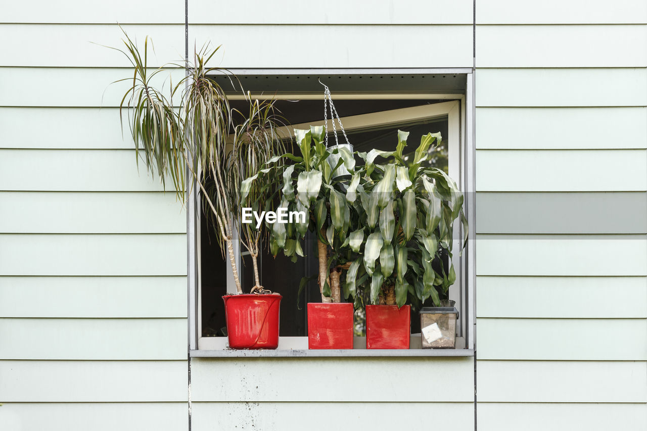 Potted plants on window