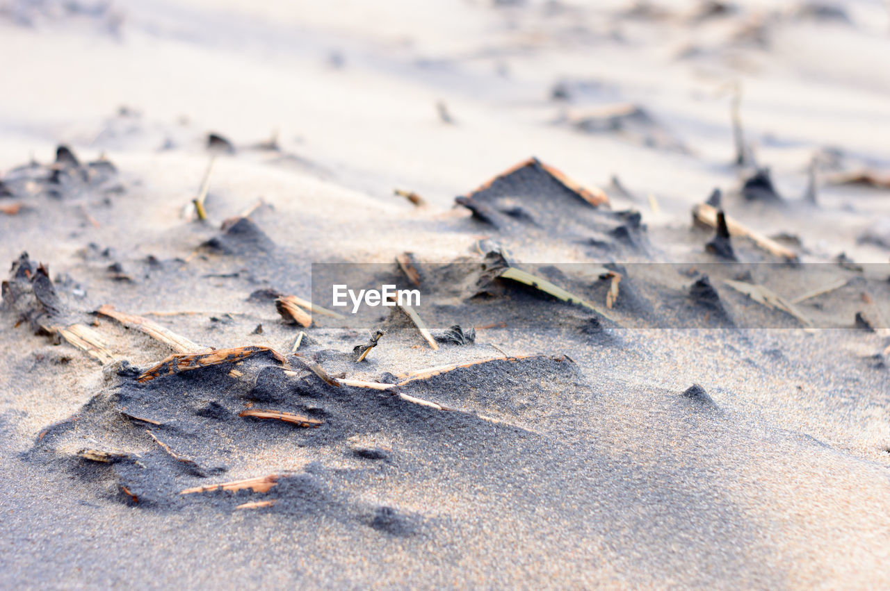 winter, sand, land, leaf, nature, no people, frost, day, beach, close-up, wood, snow, ice, outdoors, freezing, dry, macro photography, selective focus, rock, animal, tranquility, branch